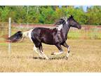 8 yo Spotted Saddle Pony