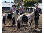 Two minature horses for sale