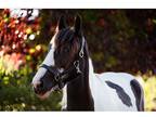 Drum Horse Filly - 1 Year Old