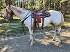 Leopard Appaloosa gelding
