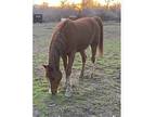 Family Horse for Sale