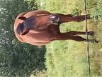 Thoroughbred mare for sale