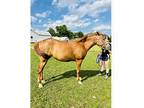 7 yr old mare.