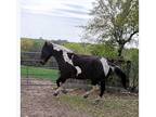 APHA registered Tabiano Paint