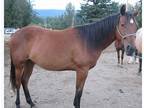 AQHA 2yr old Driftwood Filly