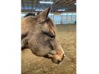 20 Year Old Paint Mare