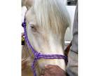 Silver Smoky Cream Yearling