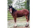 BIG Bay Colt - Bloodlines!