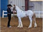 Silver Chestnut Roan Colt