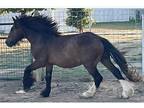 Bay PEARL Stallion!!