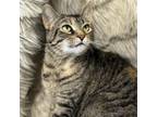 Adopt Kiley a American Bobtail, Domestic Short Hair
