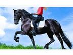 Friesian Gelding For sale