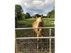 Doc Bar breeding stud colt
