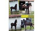 Friesian Saddlebred