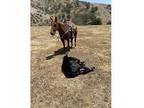 Nice sorrel mare for sale