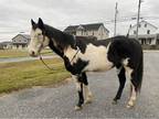 Great Family Horse!