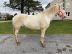 Registered Paso