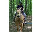 Beautiful palomino mare for sale