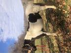Pony Mare