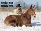 Ranch, Trail, Hunting Mule