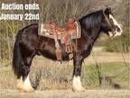 Family Safe Gypsy Vanner