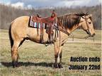 Buckskin Beauty