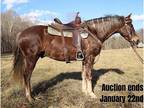 Chocolate Morgan Horse