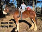 CarriageTrail Clydesdale
