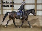Hunter, Jumper, Dressage