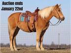 Palomino Draftcross Mare