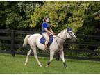 White Quarter Horse