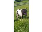 5 yr mini horse