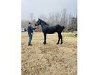 Percheron for sale