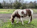 Draft Gelding