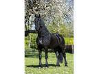 Friesian Gelding