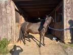 Broodmareadvanced rider