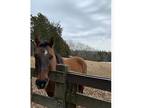 Quiet QH Gelding