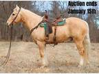 Stout Golden Palomino