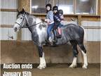 Jumper, Lesson Horse
