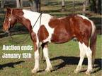 Sorrel Tobiano QH