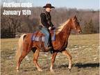 Super Smooth Gaited TWH
