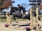Trail, Carriage, & Jumper!!!