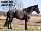 Blue Roan, Draftcross, Jumps!!!