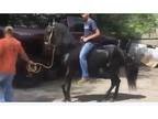 Paso fino