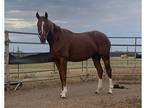 Westphalian Warmblood Mare