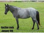 Super Smooth True Blue Roan