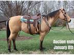 Reg AQHA, Well Broke & Safe