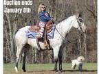 Fancy Reg POA, EnglishWestern