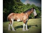 Reg. Clyde geld rides & drives