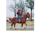 Suffolk gelding rides & drives